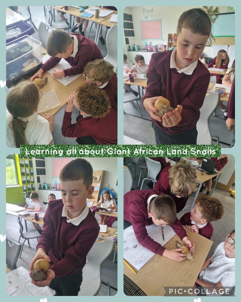 Year 4 have been learning all about Giant African Land Snails following pupil voice for our topic "Down in the Woods". We have loved learning all about GALS and decided to call our calss pet "Lightning"!