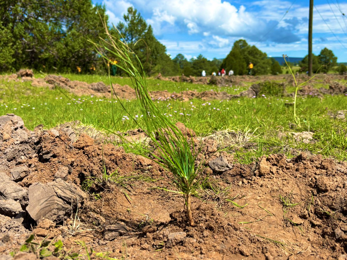 SRNYMA's tweet photo. 🌲 En Otinapa, la sierra de #Durango vuelve a respirar.
Plantamos 3 mil pinos con el poder de la lluvia y la fuerza de la comunidad.
Cada árbol es un paso hacia un futuro más verde.
✨ El planeta te necesita.
Haz tu parte. 🌎💚
#DurangoVerde #ReforestaciónSocial https://t.co/SDAvjek0ZX