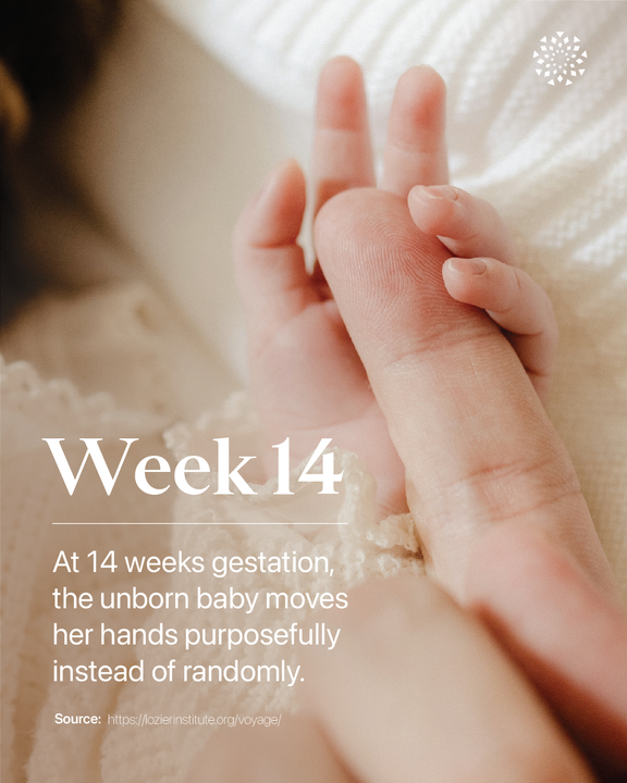 LozierInstitute's tweet image. At 14 weeks gestation, your unborn baby is moving their hands with purpose! 👋
Learn more about the voyage of life: lozierinstitute.org/voyage/