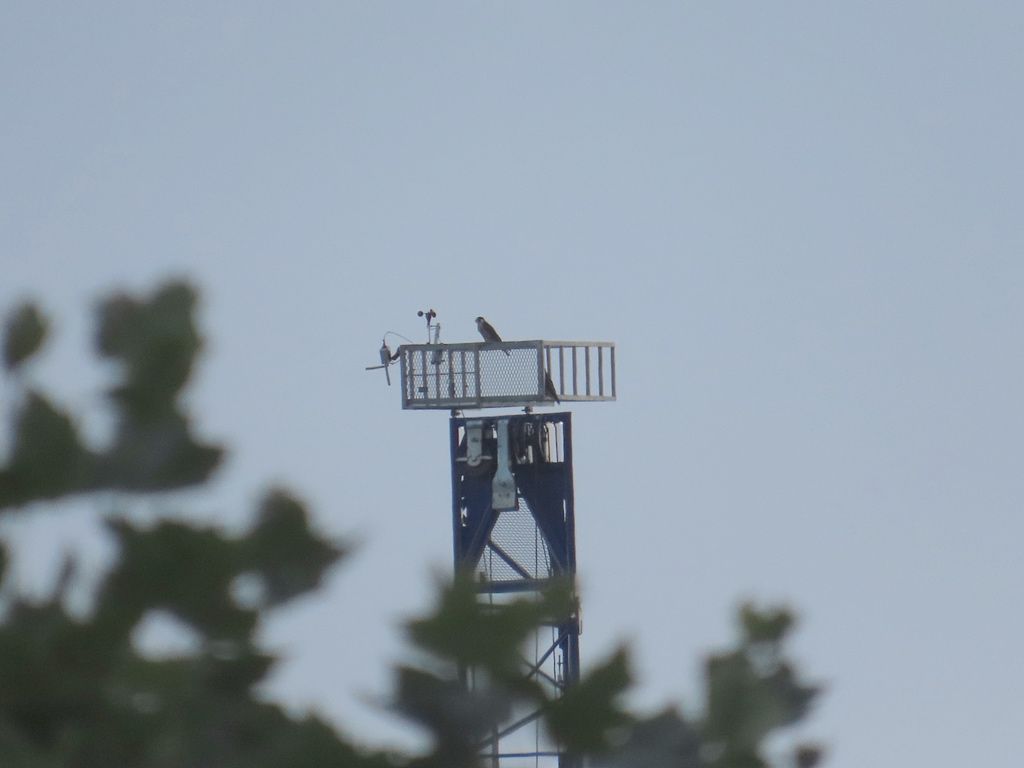 Today my day started with Zig and Zag on the crane and finished with Zig and Zag on the crane 😉 
They're still around and doing well, though we don't see both of them every day on Peregrine Watch any more.