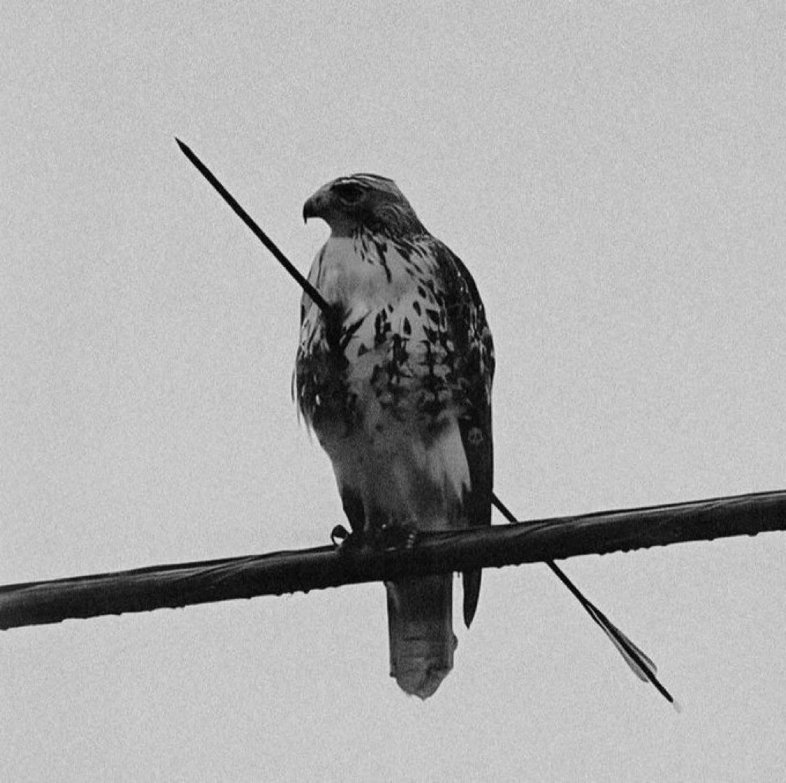 ChetanAura (@chetank27327003) on Twitter photo <a href="/TheFigen_/">The Figen</a> 🦅 This isn’t just a bird.
It’s a warrior—a red-tailed hawk pierced by an arrow, still standing tall on a branch.
No cries. No drama. Just pain in silence.
These majestic raptors are often victims of human cruelty. Many survive for days with arrows or pellets inside them. Some, <a href="/TheFigen_/">The Figen</a> 🦅 This isn’t just a bird.
It’s a warrior—a red-tailed hawk pierced by an arrow, still standing tall on a branch.
No cries. No drama. Just pain in silence.
These majestic raptors are often victims of human cruelty. Many survive for days with arrows or pellets inside them. Some,