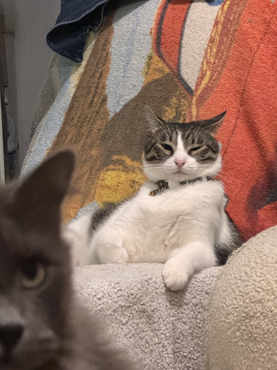 𝚁 𝚎 𝚙 𝚝 𝚒 𝚕 𝚎 𝚊 𝚗 𝚘 🎮⚡ tweet media