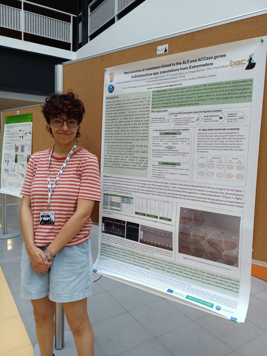 CICYTEX's tweet image. 🏆Mª Vázquez está haciendo su TFG en @CICYTEX y en el Congreso @BAC_FEBiotec en Málaga ha recibido el 1er. Premio por su póster científico sobre👇
👩🏻🔬Estudio de 2️⃣ genes 🧬relacionados con resistencia a herbicidas en 𝐸𝑐ℎ𝑖𝑛𝑜𝑐ℎ𝑙𝑜𝑎 ☣️
🙌Enhorabuena linkedin.com/posts/cicytex_…