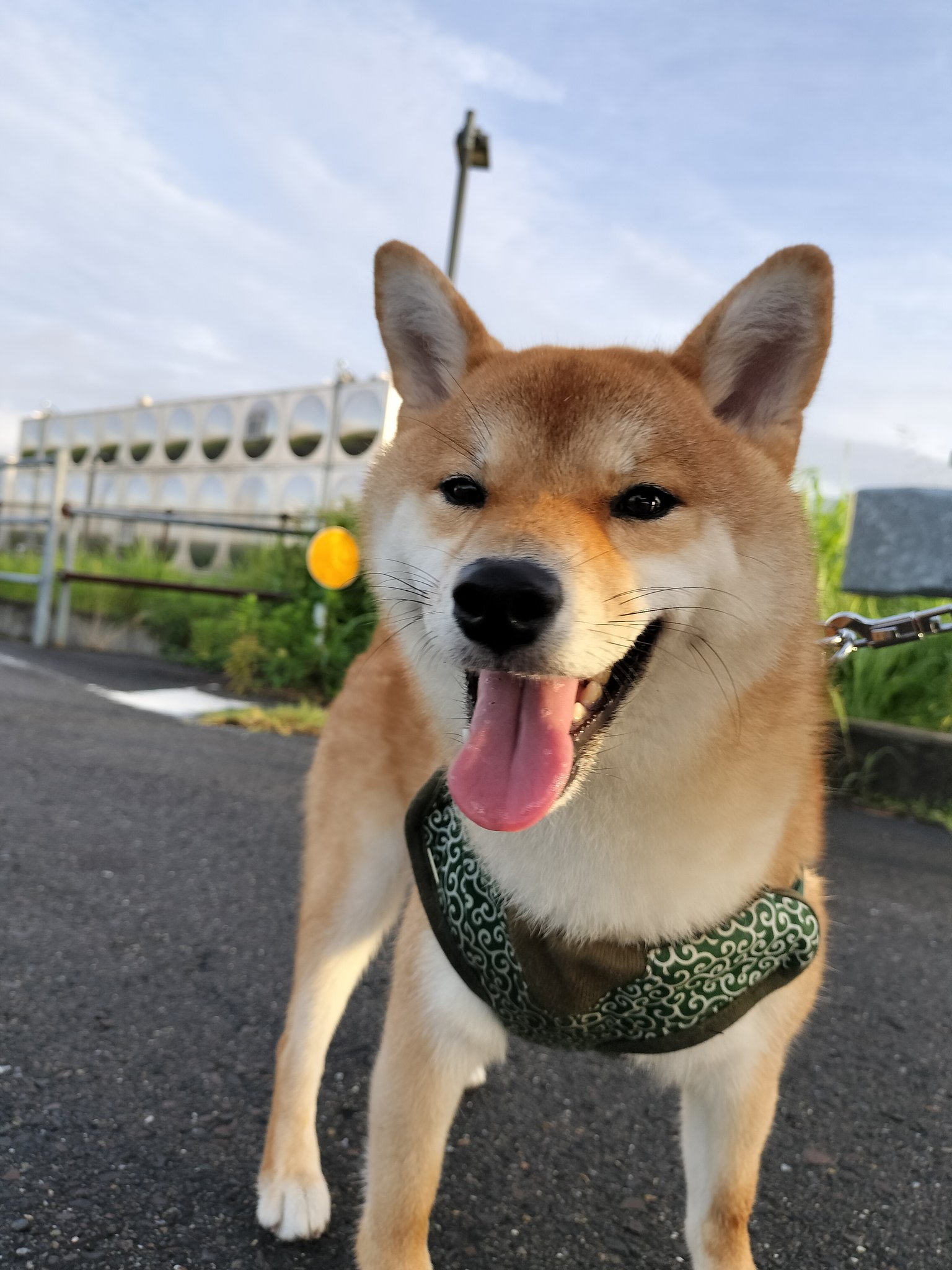 まめ大福♡ on X: 