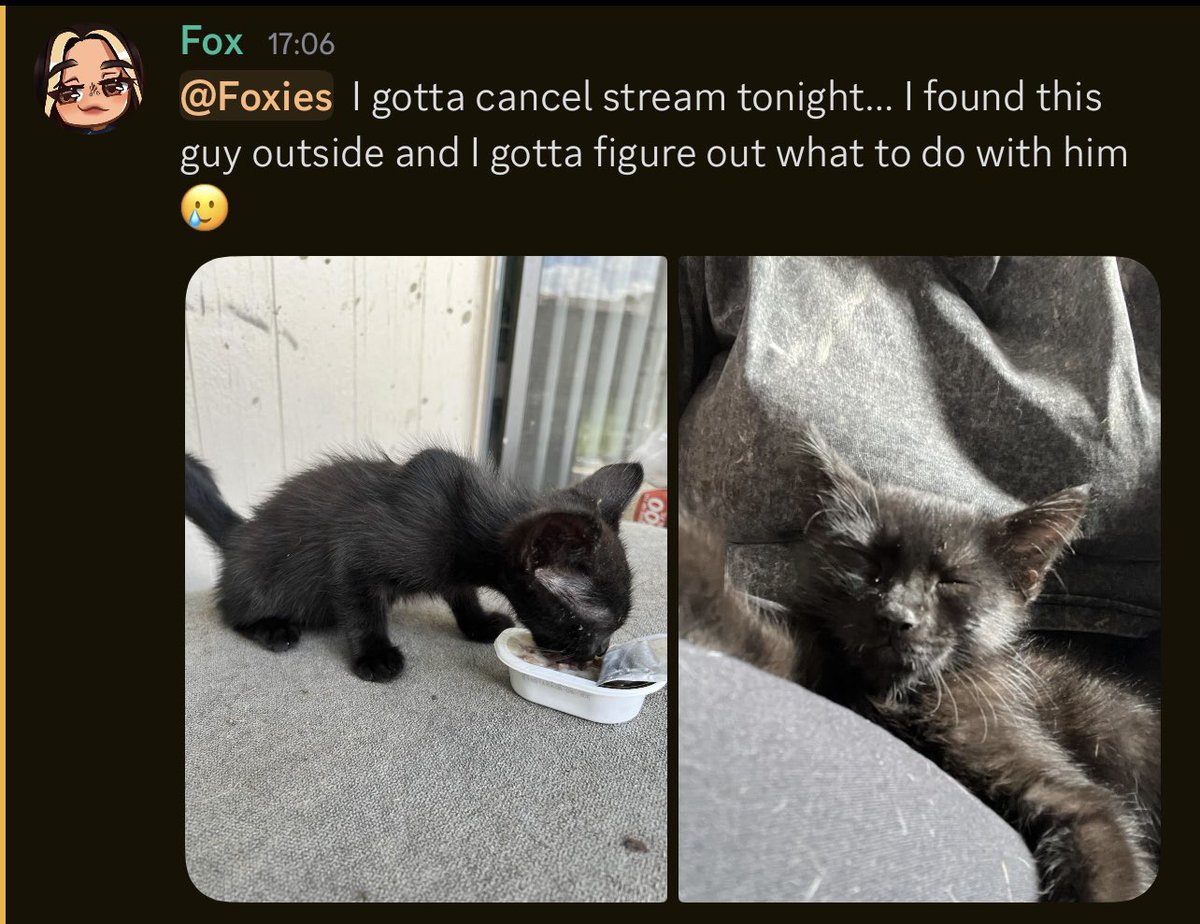 UmmmFox (@ummmfox) on Twitter photo 