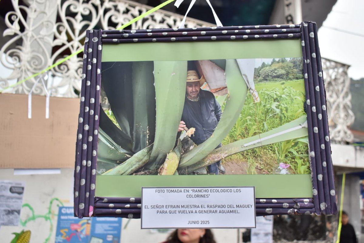 CulturaCiudadMx's tweet photo. Este día, la #RadioBocina de #CCRadio acompañó la inauguración de la exposición fotográfica realizada por las y los promotores territoriales de Tlalpan, una muestra que nace desde y para la comunidad de San Miguel Topilejo.
A través de imágenes que retratan la cotidianidad y los saberes ancestrales del campo, esta exposición rinde homenaje a la vida campesina y a la conexión profunda con la tierra.
Conocerás historias como la de Don Efraín, tlachiquero que preserva el arte del pulque; los hermanos Madrigal, guardianes de la memoria agrícola; y el colectivo de Diana y Diego, quienes cultivan un huerto orgánico libre de químicos, sembrando vida desde la semilla.
"Topilco" no es solo una muestra: es una reflexión sobre la agricultura como raíz cultural, sustento y acto de resistencia, una visión que los promotores culturales han reforzado a través de actividades artísticas y comunitarias. 🌱
#PromotorxsCulturales
#RadioBocina
#CulturaComunitariaRadio