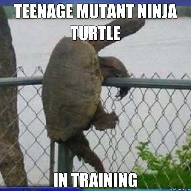 Never underestimate the power of #turtlewriters