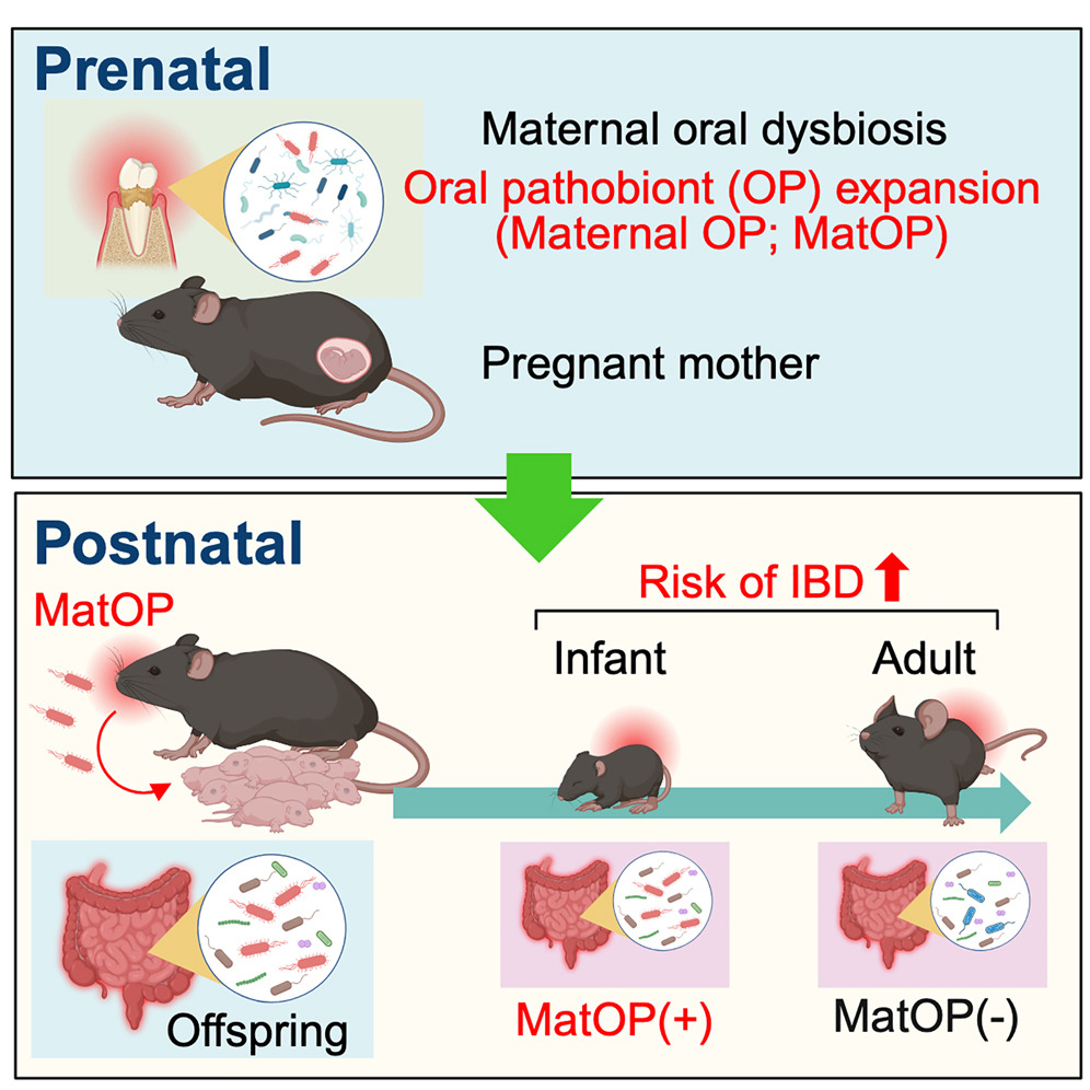 CellPressNews's tweet image. "Transmission of maternal oral pathobionts to the infant gut predisposes offspring to exacerbated enteritis" cell.com/cell-reports/f…
@UOsaka_en Hiroko Nagao-Kitamoto Nobuhiko Kamada
@CellReports