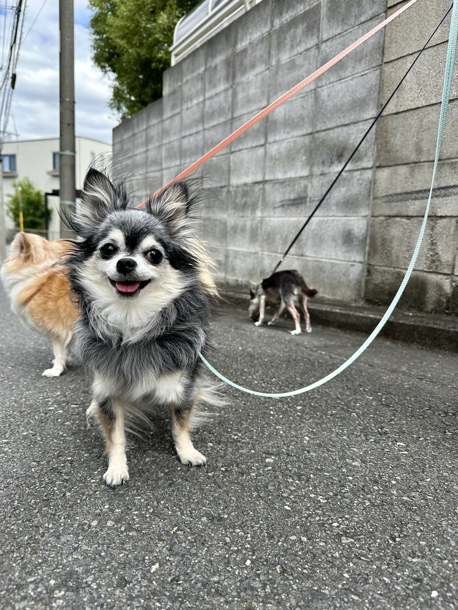 yuzu_chihuahua's tweet image. お散歩楽しいね🐾