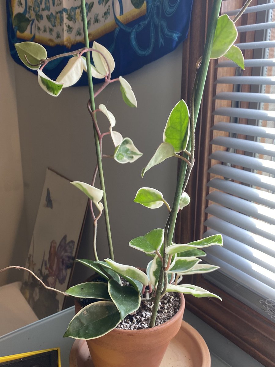 CallMeAGoddesss's tweet photo. X Plant Palette Cleanse! look at my plants!+pond https://t.co/3TAmLVX4oK