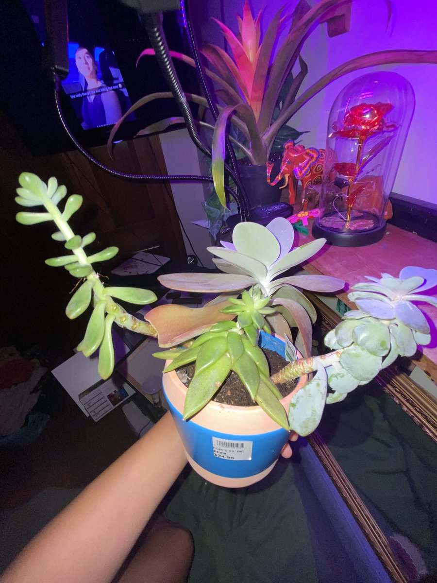 CallMeAGoddesss's tweet photo. THIS IS THE DREAM WTF (peep my succulents hehehe) 
the spiky one isnt a succulent but a bromeliad! string of tears in the hanging basket and assorted succulents in the blue pot :) 
X Palette Cleanse!! <33 https://t.co/HmlvXrzQSu
