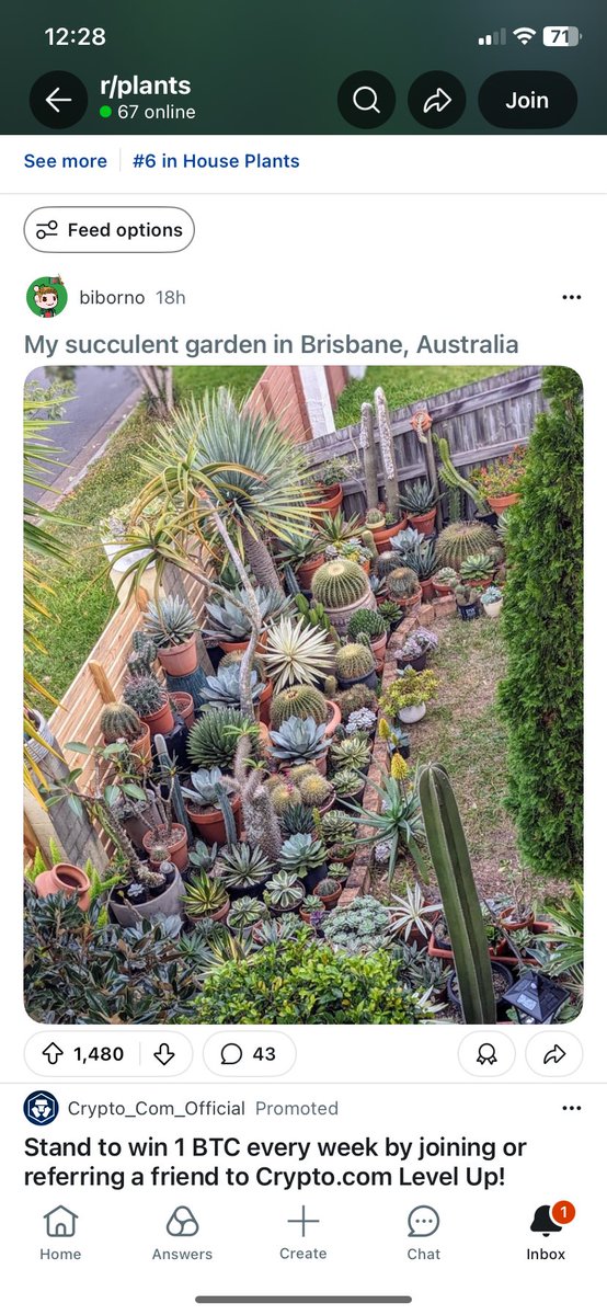 CallMeAGoddesss's tweet photo. THIS IS THE DREAM WTF (peep my succulents hehehe) 
the spiky one isnt a succulent but a bromeliad! string of tears in the hanging basket and assorted succulents in the blue pot :) 
X Palette Cleanse!! <33 https://t.co/HmlvXrzQSu