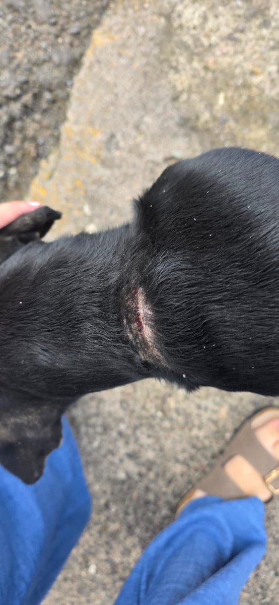 Many people don’t understand that dogs should never be kept tied up.
We’ve already rescued him, and we’ll find him a home where he can live freely.
#AdoptingIsAnActOfLove #adopt