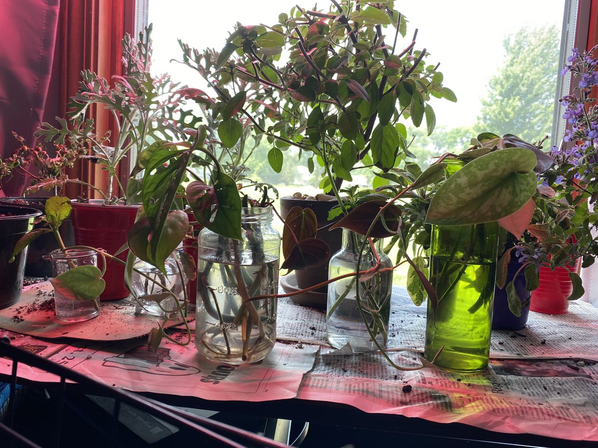 CallMeAGoddesss's tweet photo. SOME OF MY CUTTINGS FORMED ROOTS!!!! (old pics) 
X Pallet Cleanse <333 #acauseforcelebration #愛のがっこう #LoveIslandUK https://t.co/xeAJoff106