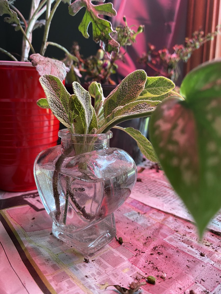 CallMeAGoddesss's tweet photo. SOME OF MY CUTTINGS FORMED ROOTS!!!! (old pics) 
X Pallet Cleanse <333 #acauseforcelebration #愛のがっこう #LoveIslandUK https://t.co/xeAJoff106