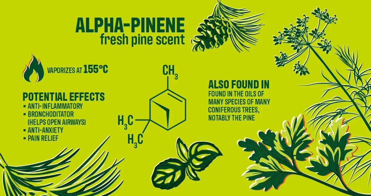 Supergreenshemp's tweet image. Meet Alpha-Pinene — that fresh pine scent in cannabis &amp;amp; nature! 🌲
✨ May boost focus, ease inflammation &amp;amp; help open airways.
Crisp, refreshing, good for mind &amp;amp; body.
#AlphaPinene #CannabisEducation #KnowYourTerpenes #PlantWellness
