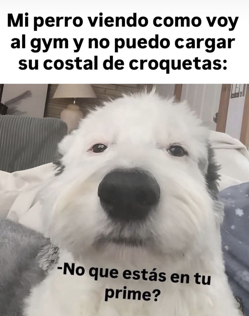 Ya mejor empecé a usar Rate My Physique porque si no mi perro me sigue humillando 💀

Por si andan en las mismas:
apps.apple.com/mx/app/rate-my…