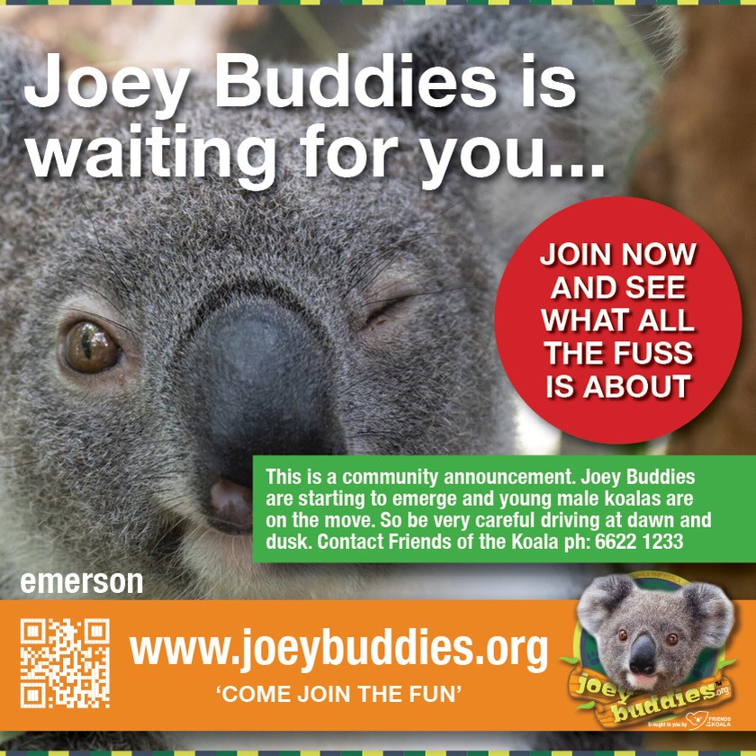 Friends_Koala's tweet image. π¨ Community Announcement - Drive Safe! π¨
Joey Buddies are starting to emerge & young male koalas are on the move. So be very careful driving at dawn & dusk. If you see a koala in distress π us on (02) 6622 1233 #KoalaSafety #WildlifeWatch
friendsofthekoala.org/joey-buddies/