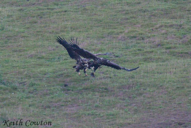 CowtonKeith's tweet photo. Farndale today 2 imm White-tailed Eagles present from 14:30 - 19:30 @teesbirds1 @nybirdnews https://t.co/yHiWJCO6dx