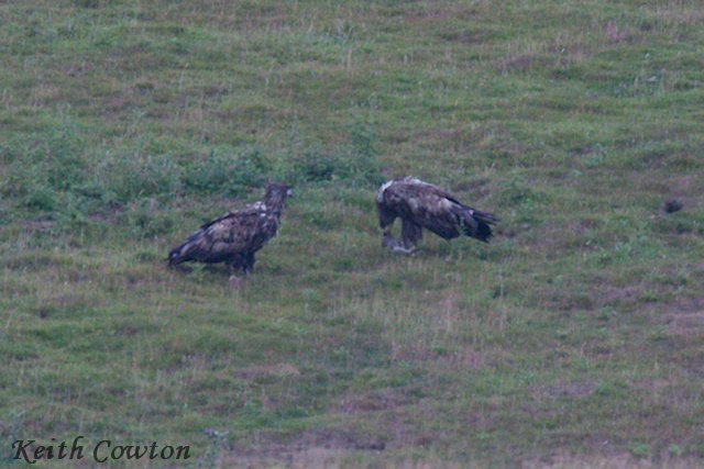 CowtonKeith's tweet photo. Farndale today 2 imm White-tailed Eagles present from 14:30 - 19:30 @teesbirds1 @nybirdnews https://t.co/yHiWJCO6dx