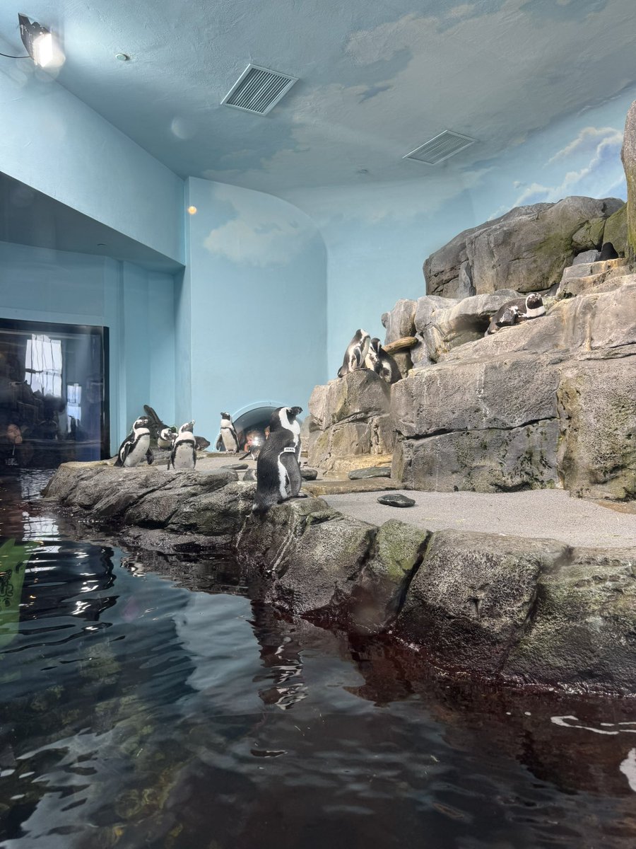kaos_magic's tweet image. Spending some quality time with the family between the stress of life. Was also able to find @FatlessPenguin’s family!!! @NewDawnDB @MontereyAq #Vacation2025 #Refreshed