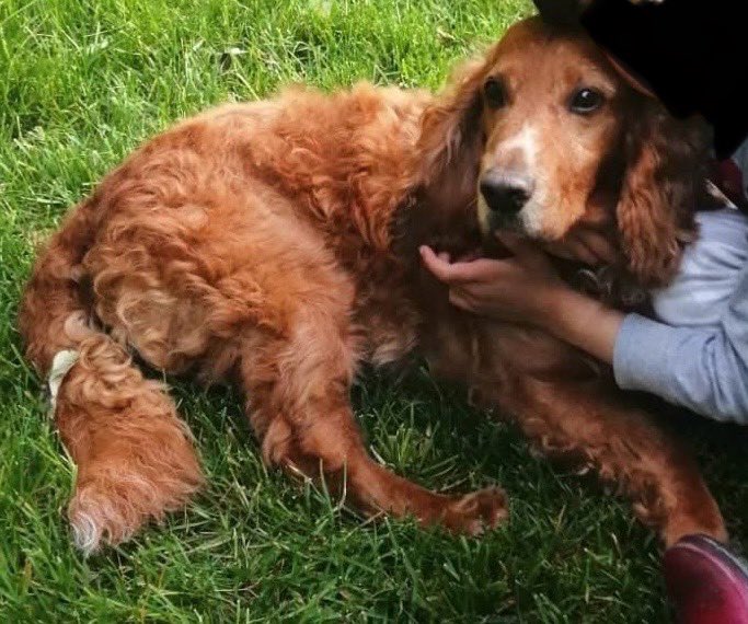 spaniel alert (@rosiedoc2) on Twitter photo MISSING #SCOTLAND #Stirling
a French couple on holiday in #Balmaha lost their dog today going up to #ConicHill 4pm.
He's easily recognizable as he's missing hair on back/you can see his black skin
<a href="/LindaK89229939/">LindaK💙🏴💙🏴💙</a> <a href="/stirlingnews/">Stirling News</a> <a href="/Harveysarmy1/">Harvey's Army</a> <a href="/alid2912/">ali d</a> <a href="/clares14764190/">clare s</a> <a href="/HunnyJax/">Stolen Missing Longtimelost 🐾Where Are They All</a> MISSING #SCOTLAND #Stirling
a French couple on holiday in #Balmaha lost their dog today going up to #ConicHill 4pm.
He's easily recognizable as he's missing hair on back/you can see his black skin
<a href="/LindaK89229939/">LindaK💙🏴💙🏴💙</a> <a href="/stirlingnews/">Stirling News</a> <a href="/Harveysarmy1/">Harvey's Army</a> <a href="/alid2912/">ali d</a> <a href="/clares14764190/">clare s</a> <a href="/HunnyJax/">Stolen Missing Longtimelost 🐾Where Are They All</a>