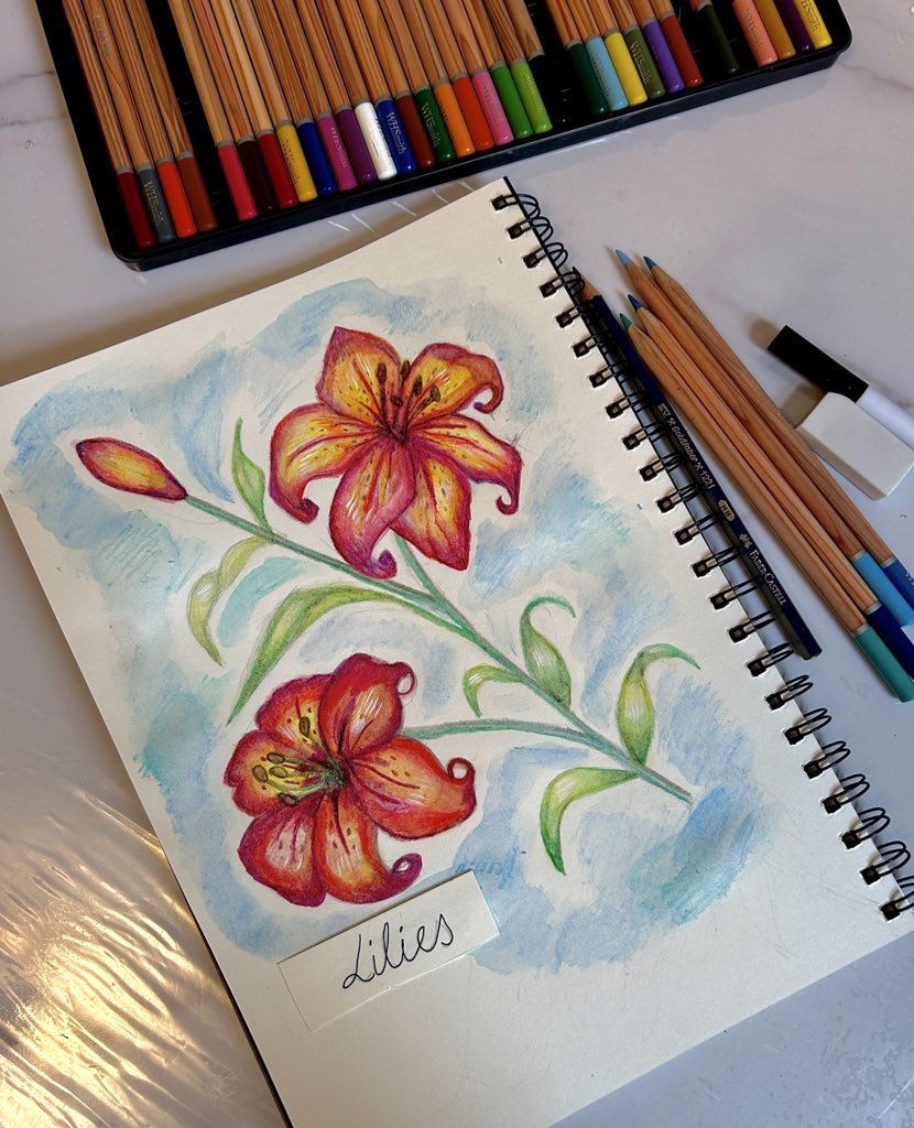 goldensyrup789's tweet image. Sketchbook Floral series🎨:
Lilies + watercolour pencils