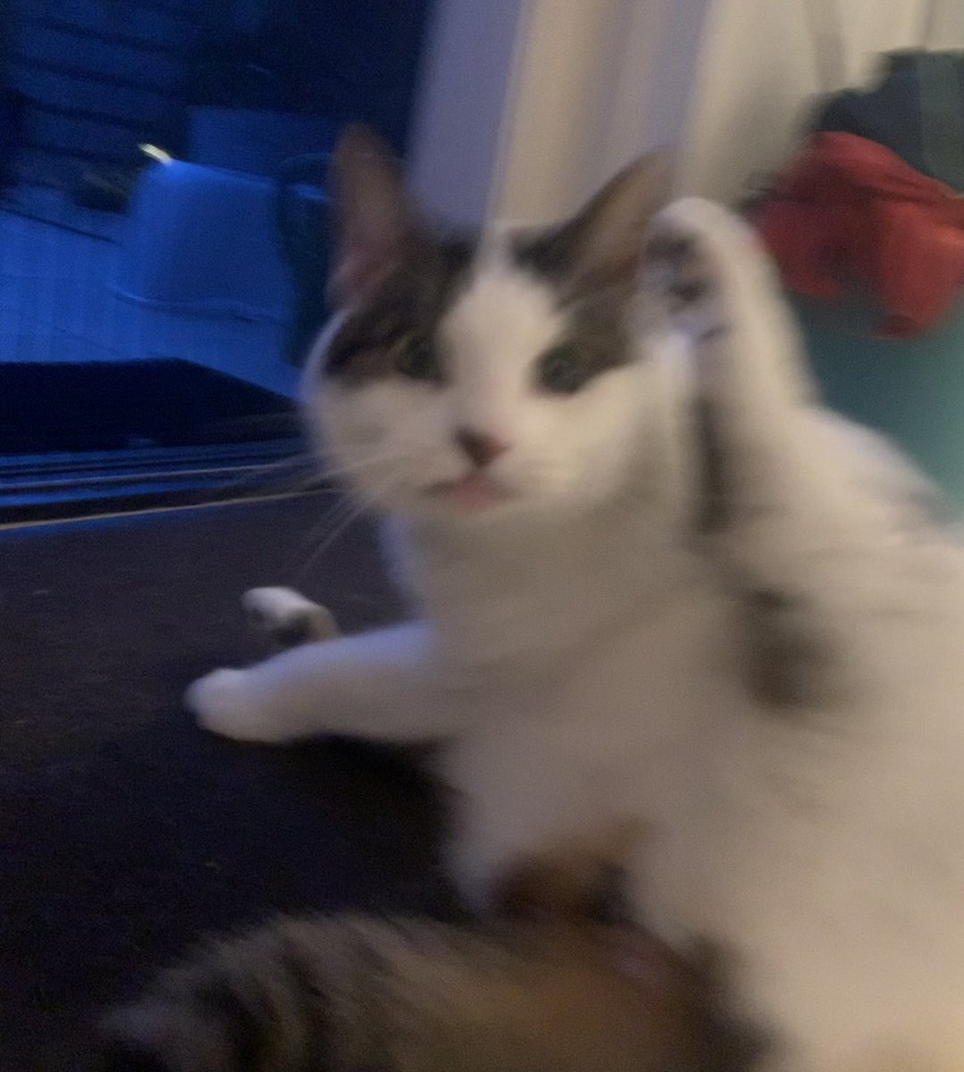 TheCatNamedMags's tweet image. Me when… BOMB‼️⁉️