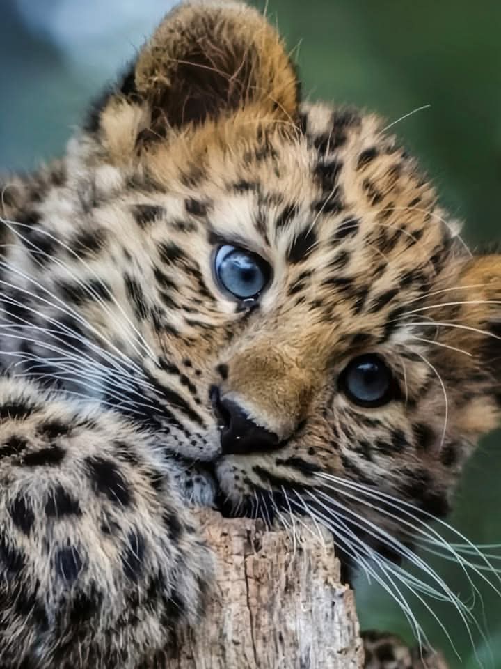 drhafezster's tweet photo. Absolutely stunningly gorgeous 🥰
Best Photo of The Day!🥰❤️😍
.
.
.
.
#lion #wildlife #lionking #lions #animals #love #nature #art #africa #tiger #king #photography #tattoo #lioness #safari #wildlifephotography #liontattoo #animal #cat #bigcats #instagram #leo #wild https://t.co/r39DjPuarg