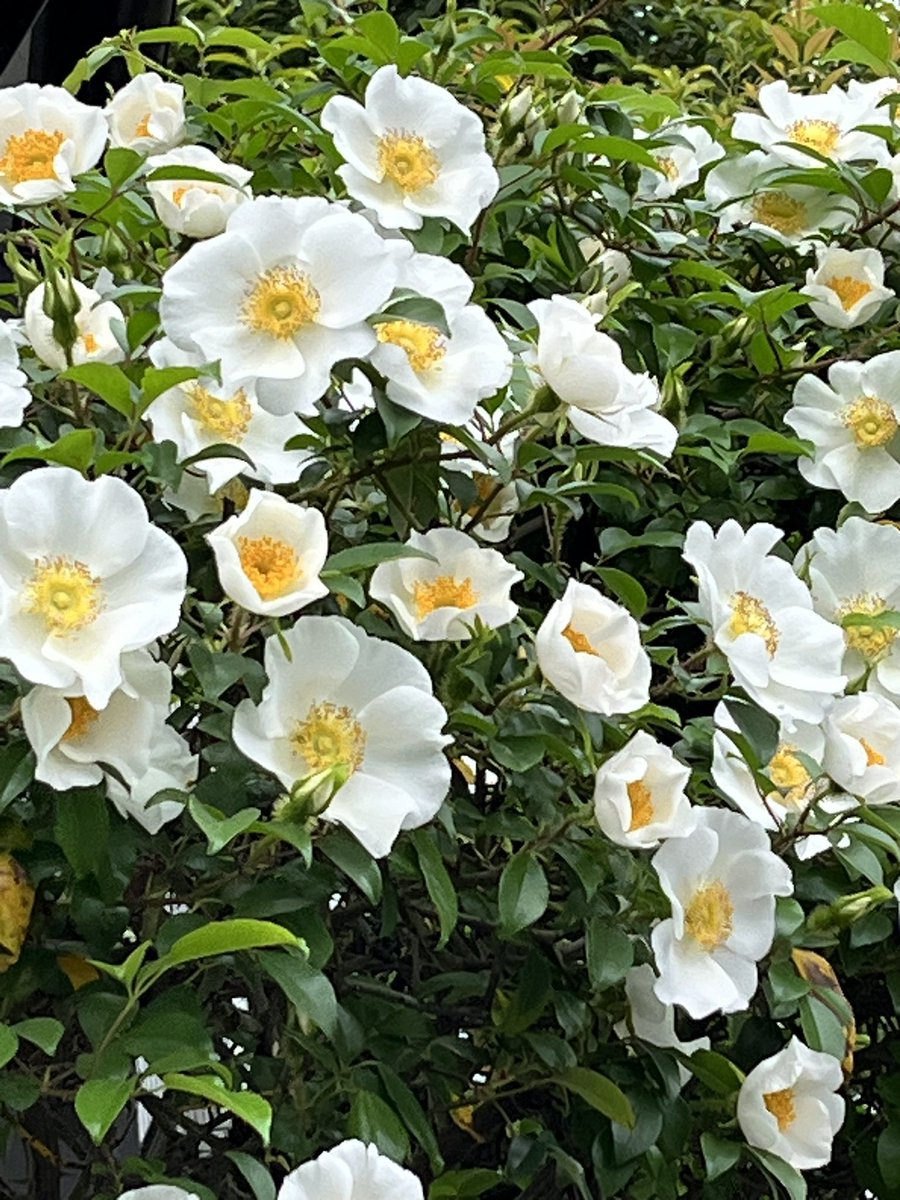 harukotny's tweet image. おはようございます☀ 7/18
ご近所さんの生垣に一重咲きの薔薇ね❗️
4月 一際目立つ咲き出しでお楽しみに✨
最近 全てを切り取られていたのね〜
切ると分かっていたら、新芽を挿木用に
頂いておけば良かったなんて思ったの?
残念ね?咲く季節前にお店で探しましょ🍀