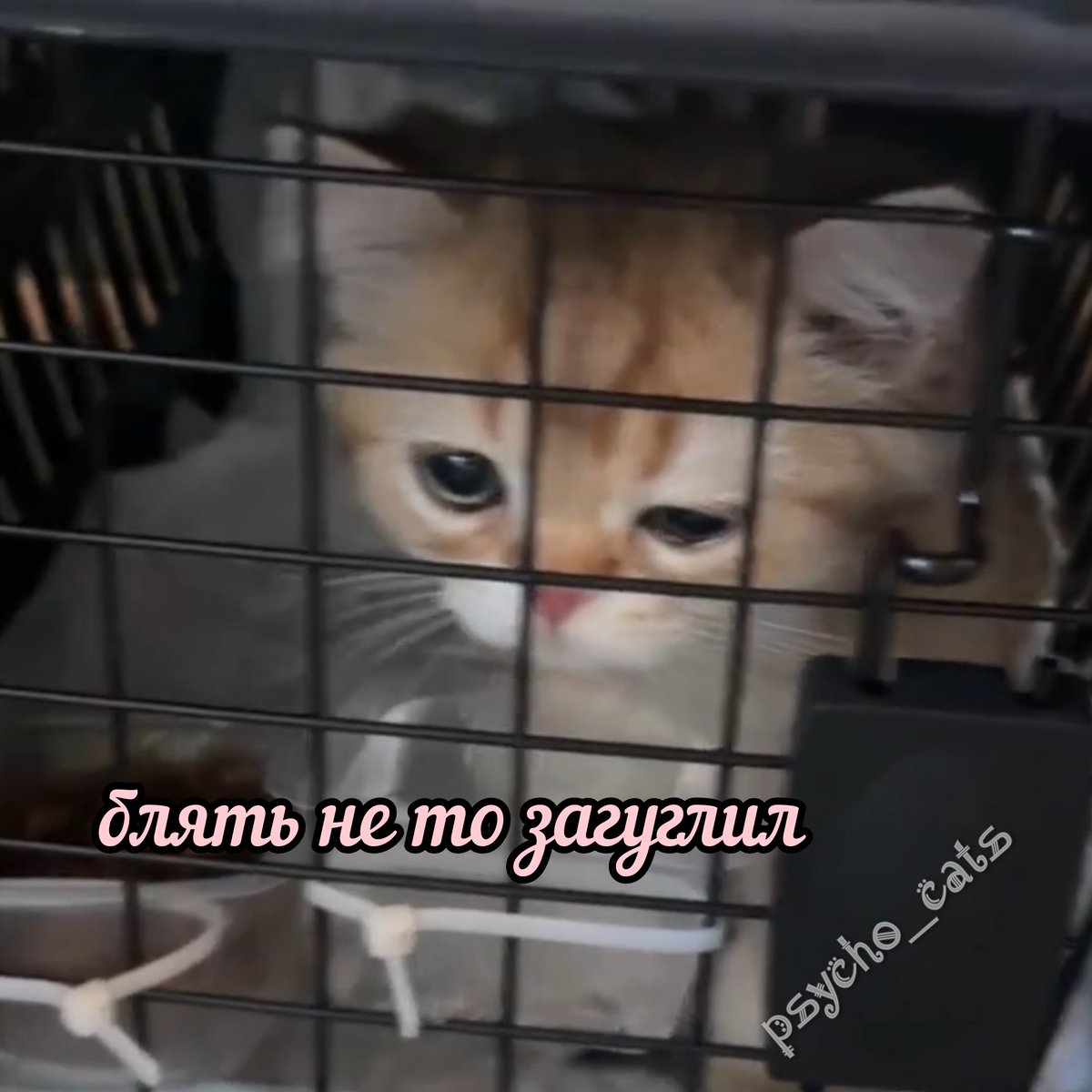 психокоты (@psycho__cats) on Twitter photo 
