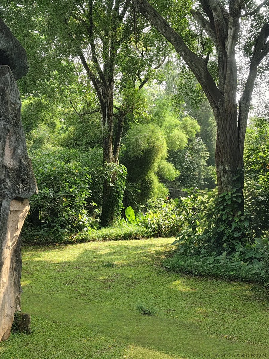 Gregorius_Andre's tweet photo. "In every walk with nature, one receives far more than he seeks" -John Muir-

#GreenSanctuary #NatureVibes #PeacefulNature #ShadesOfGreen #NatureEscape #digitamagabumon #QuietMoments #LushLandscape #EarthMood #SerenityInNature #TreeLovers #NaturalLight https://t.co/wXGiz5hWwN