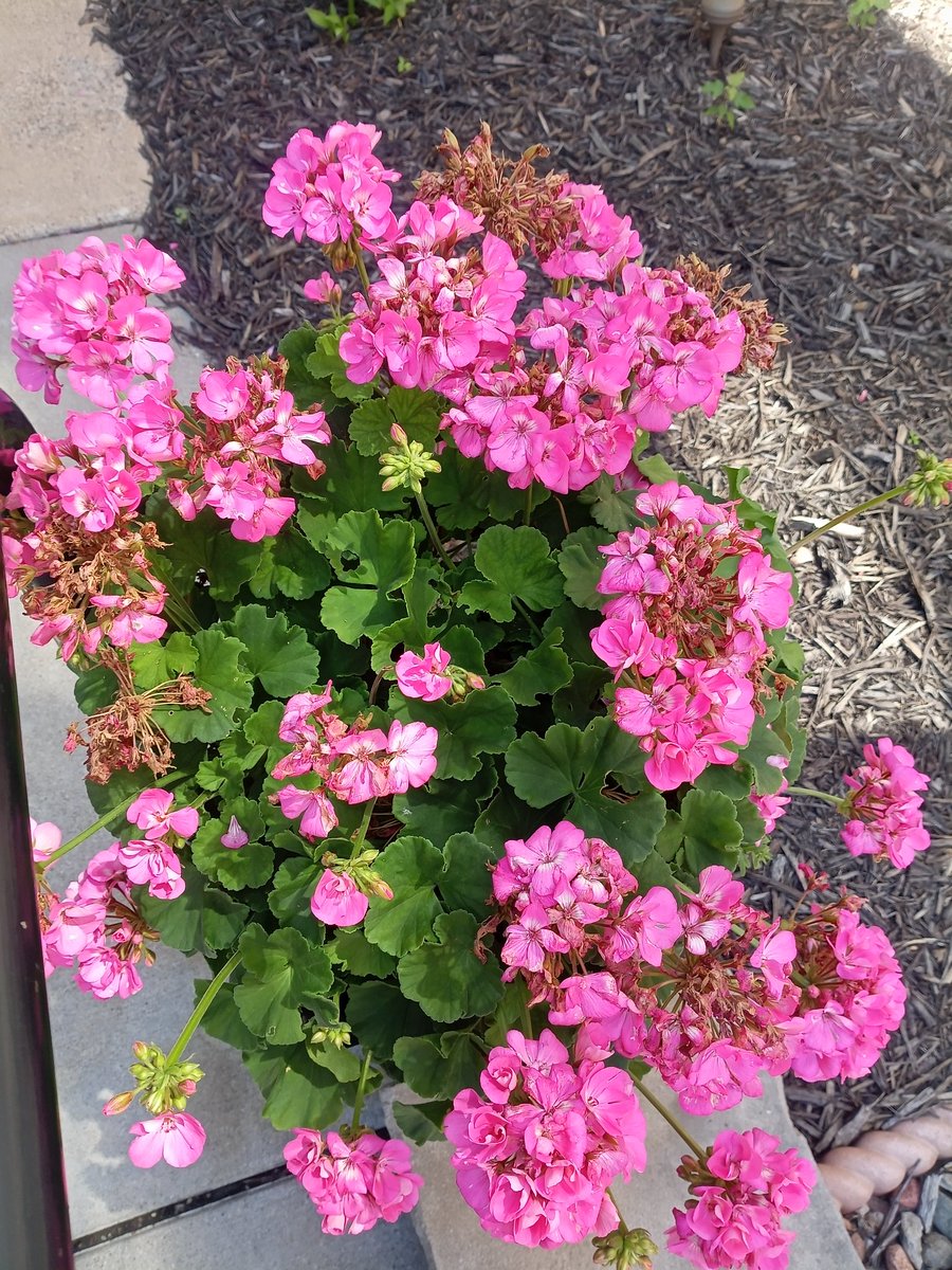 davidbrevik1's tweet image. It is a lovely day today.
#Flowers #NatureBeauty