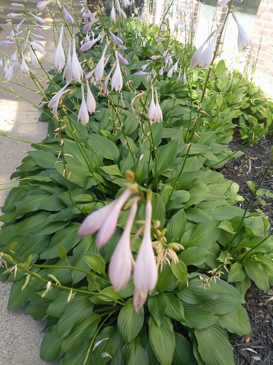 davidbrevik1's tweet image. It is a lovely day today.
#Flowers #NatureBeauty