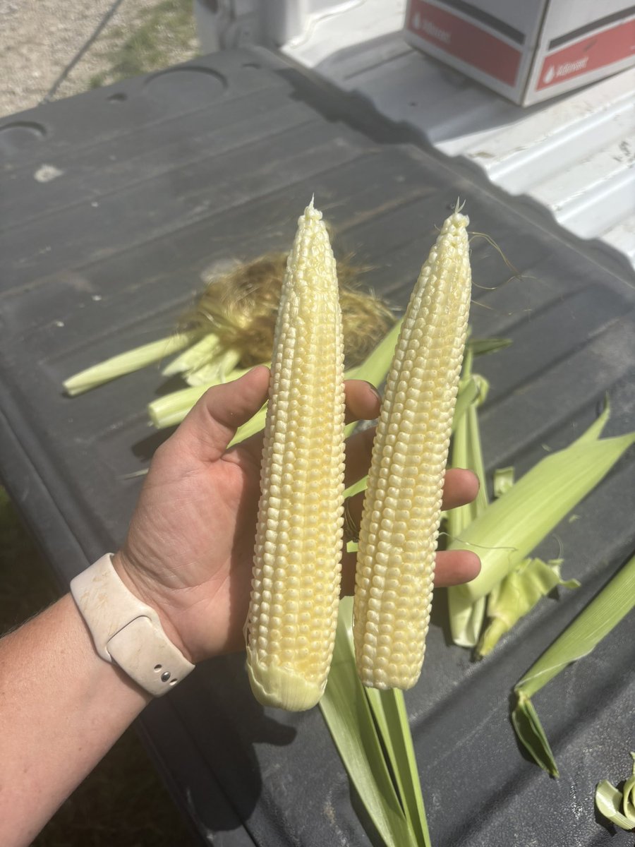 Laura Hofmeister tweet media