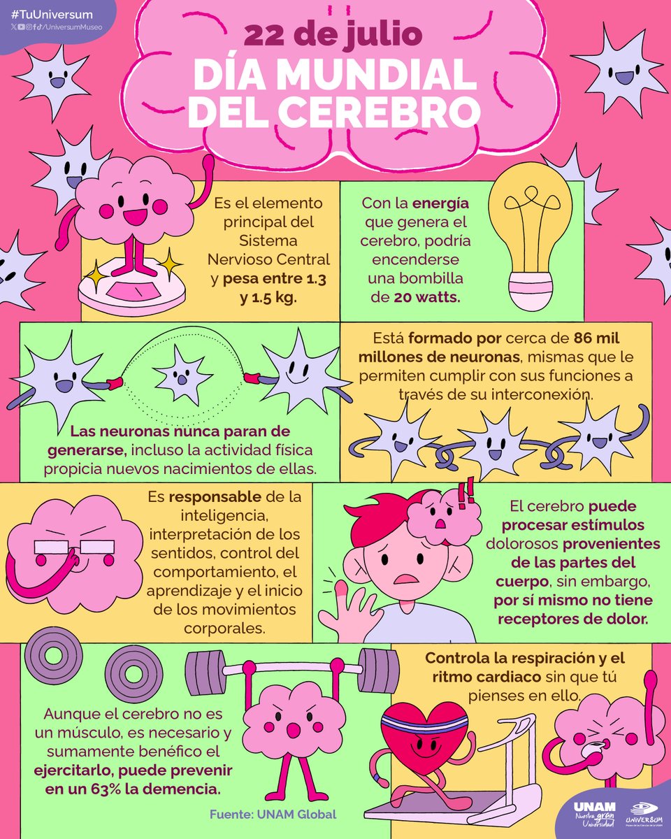 UniversumMuseo's tweet photo. ¿Sabías que consume el 20% de tu energía diaria? 💡🧠
¡El cerebro es más que neuronas! 🤩Te contamos más sobre este sorprendente órgano. 🧠🫶🏼
#TuUniversum https://t.co/BV5SjVVjvu