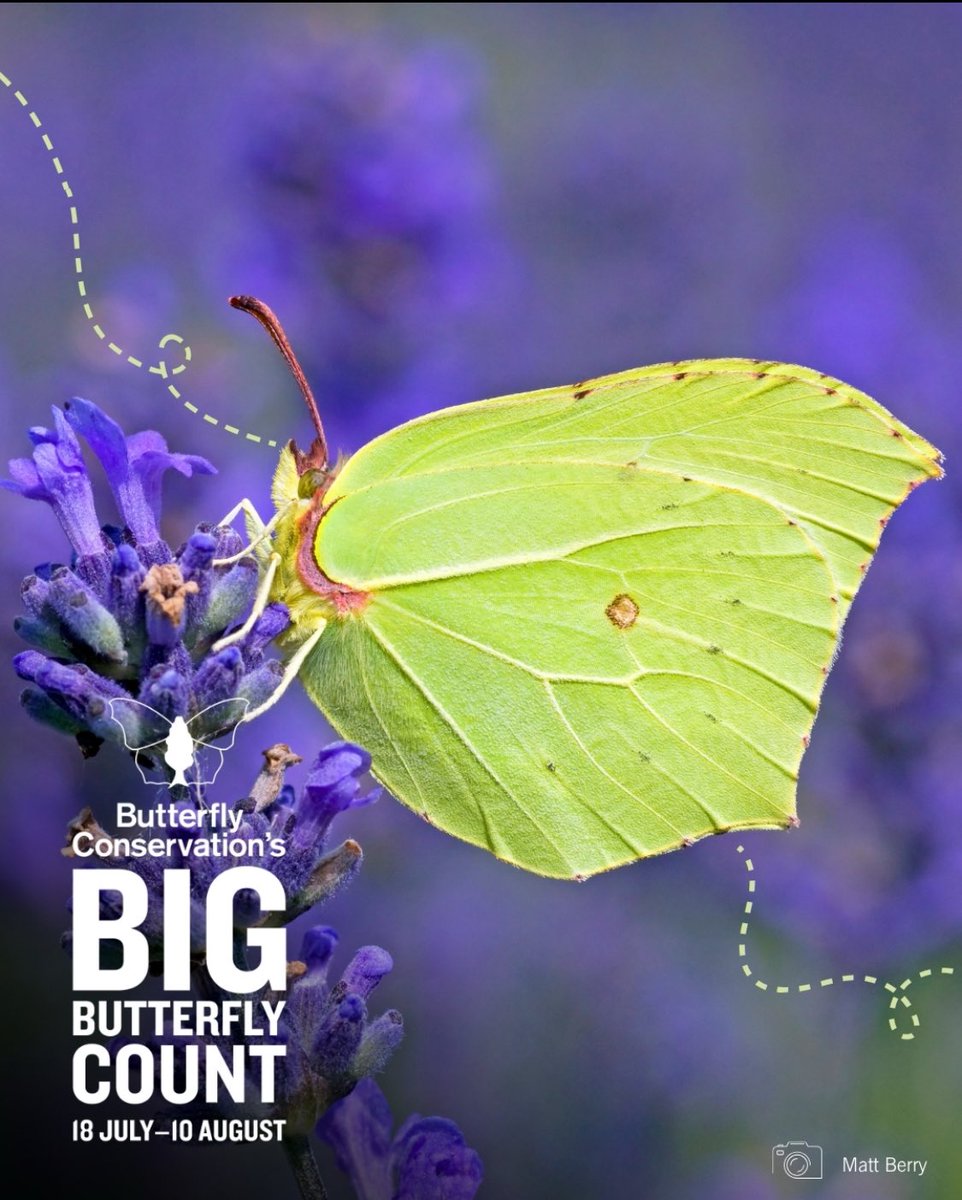 Tomorrow is the day! 🦋🎉

It’s the start of the Big Butterfly Count.

Between the 18 July - 10 August, spend 15 minutes recording the butterflies that you see.

1️⃣ Download the Big Butterfly Count App

2️⃣ Register

3️⃣ Get Recording 

#savebutterflies #bigbutterflycount