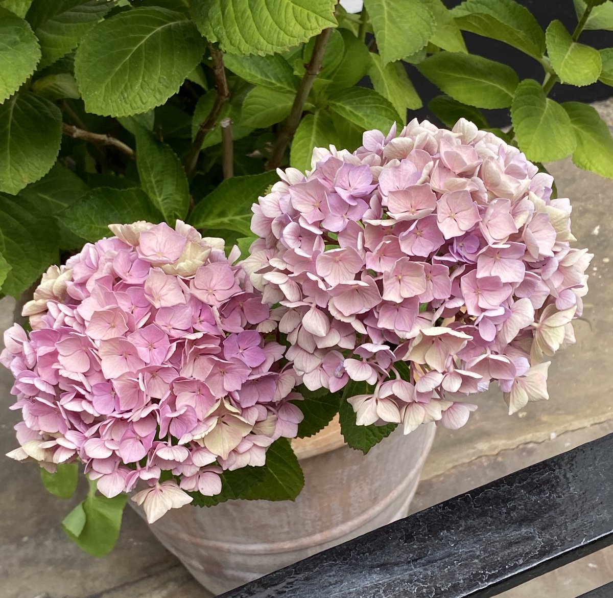 Olia Harris tweet media