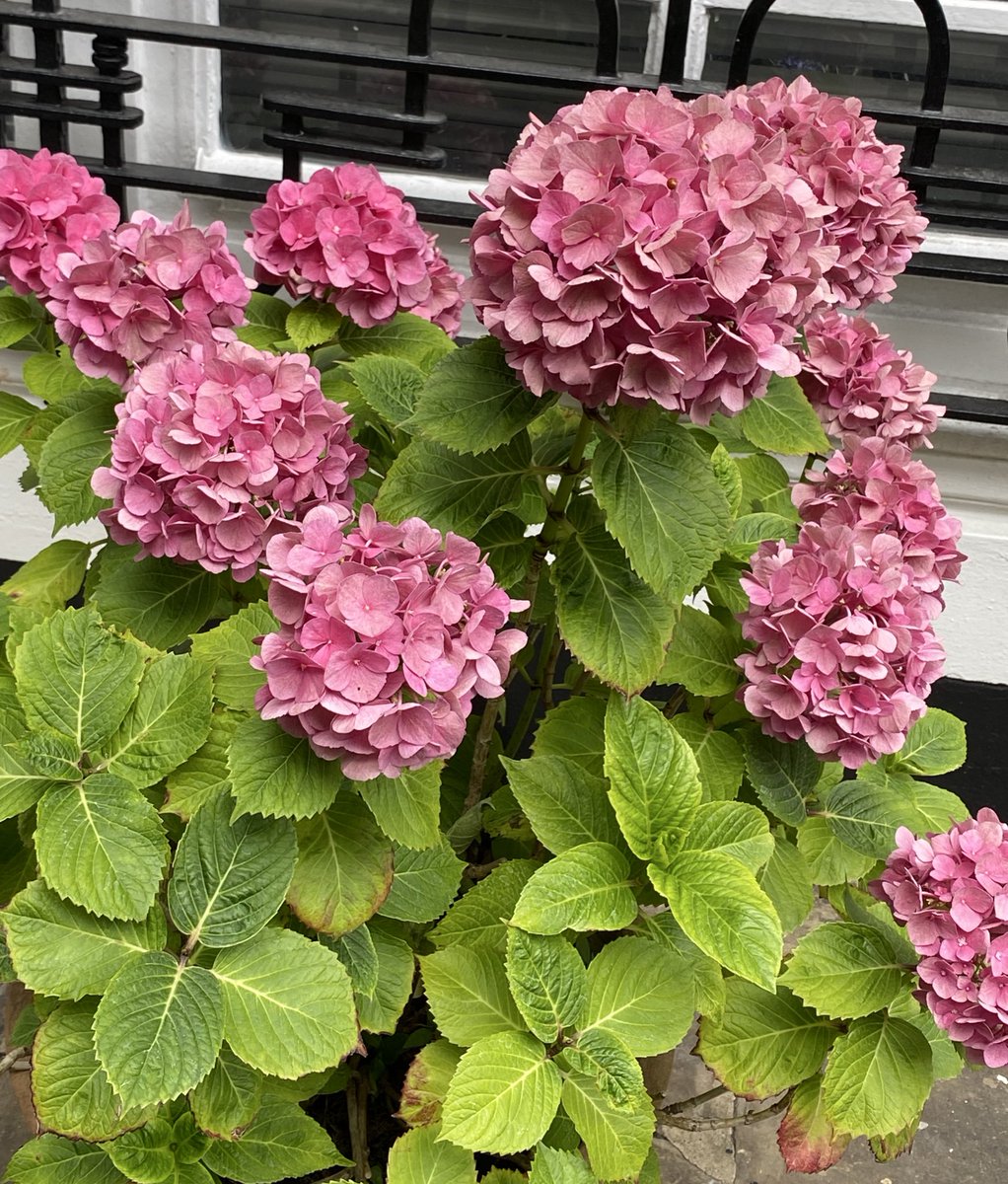 Olia Harris tweet media