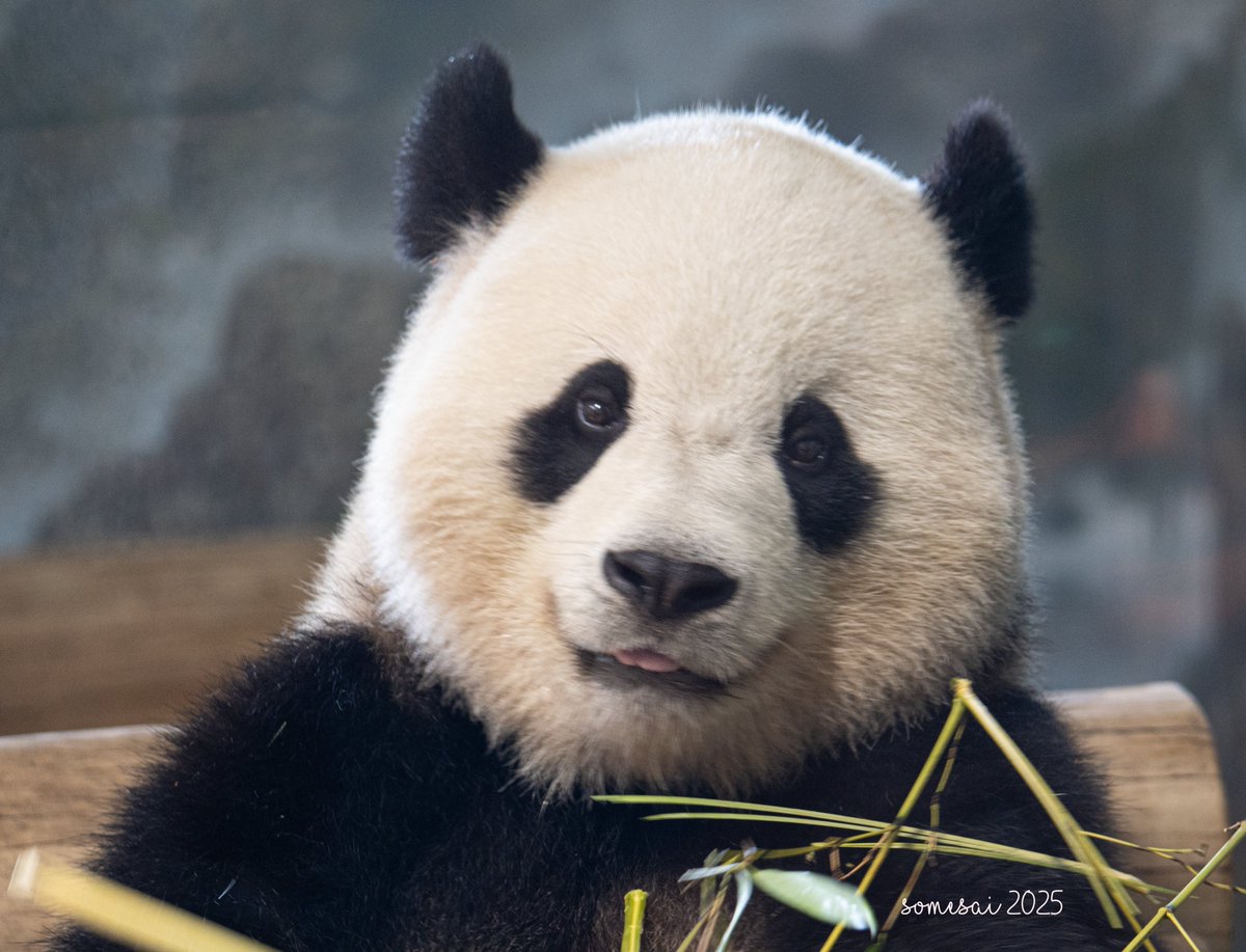 somesay's tweet image. The Royals: Bao Li and Qing Bao

#pandas #dcpandas #pandastory #nationalzoo #pandas