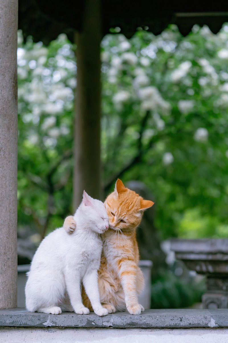 丧失食欲的熊猫 tweet media