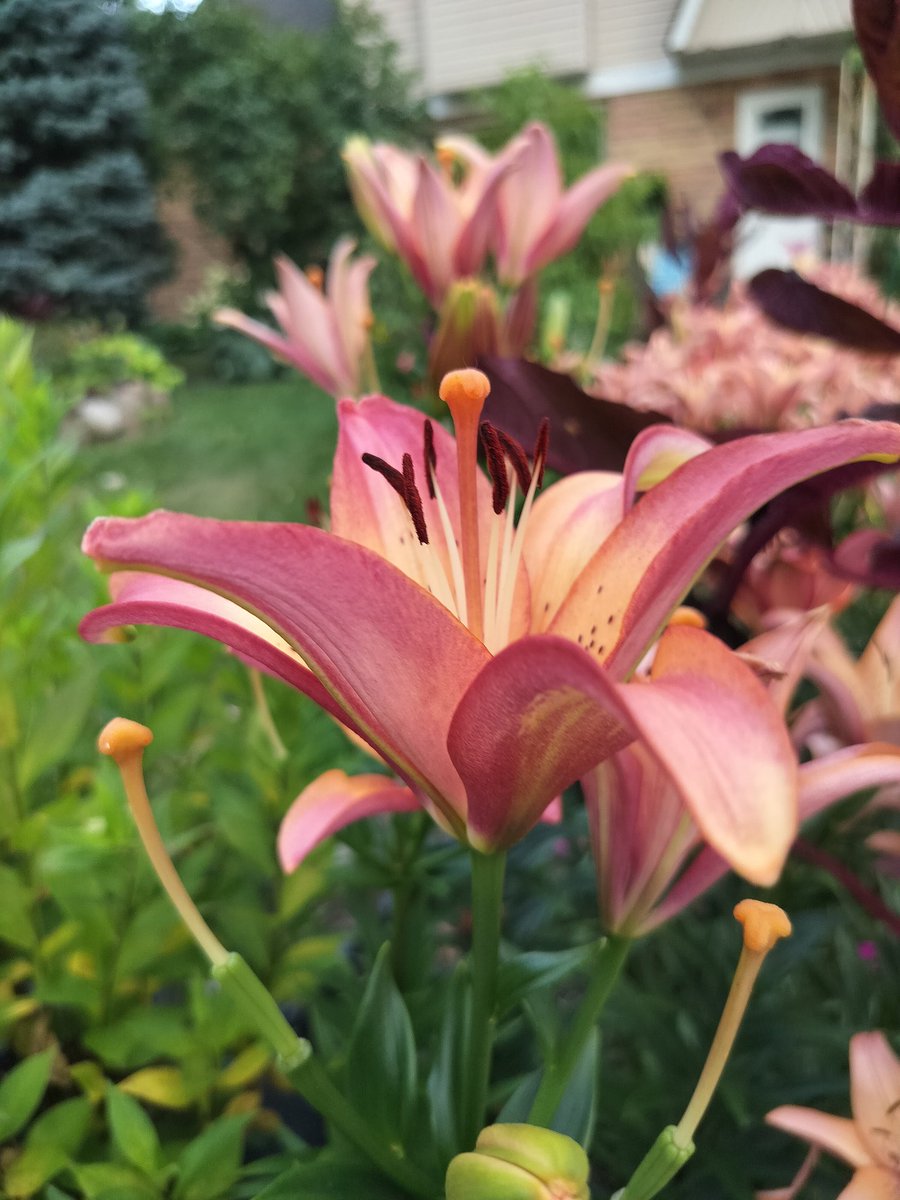 Tahmid’s Photos tweet media