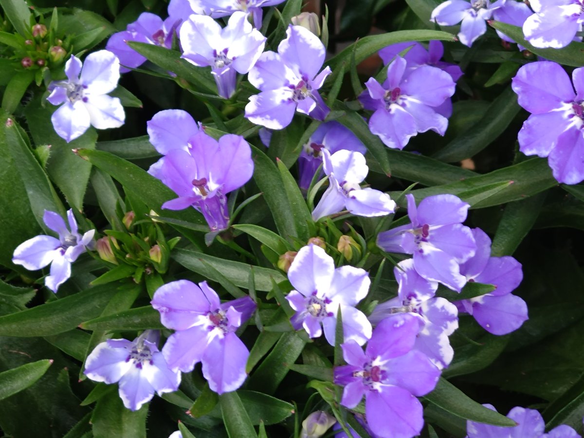 TQWiIBJQfiwsbHk's tweet image. おはようございます。
今日は変わりやすいお天気で、ニワカ雨☔の可能性もありそうです。外出の祭は雨具があると安心です。昼間はムシムシとした陽気になりそうです。熱中症対策をシッカリと行ってください。
写真は左がペチュニア ローズスター。右がロベリア レオンです。