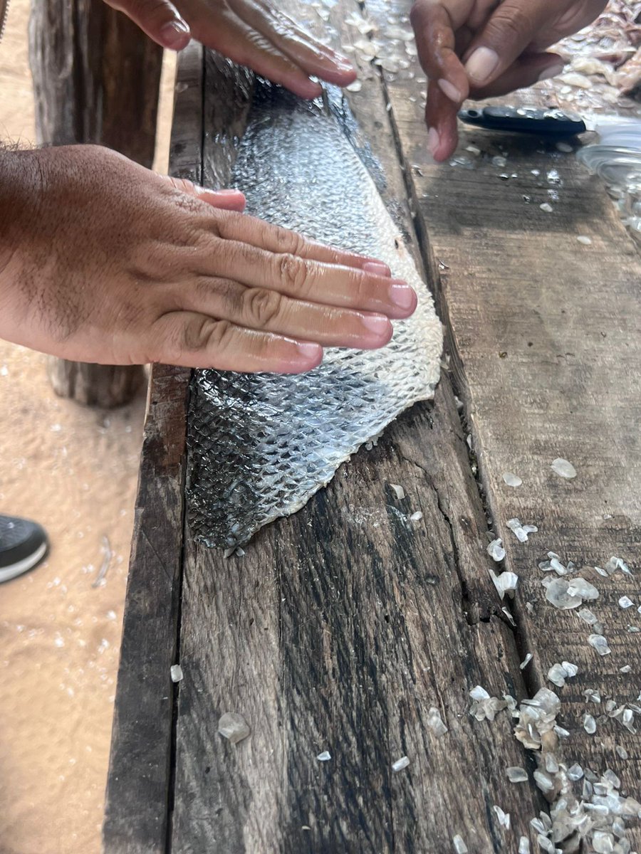 #PorUnMundoMejor | La innovación que transforma #LaGuajira en un escenario de paz y oportunidades con la capacidad de transformar la piel de pescado en un motor de economía circular y esperanza con el apoyo de <a href="/Irish_Aid/">Irish Aid</a> - <a href="/IrelandColombia/">Embajada de Irlanda en Colombia</a>. 

👉 Realizamos taller de curtido y
