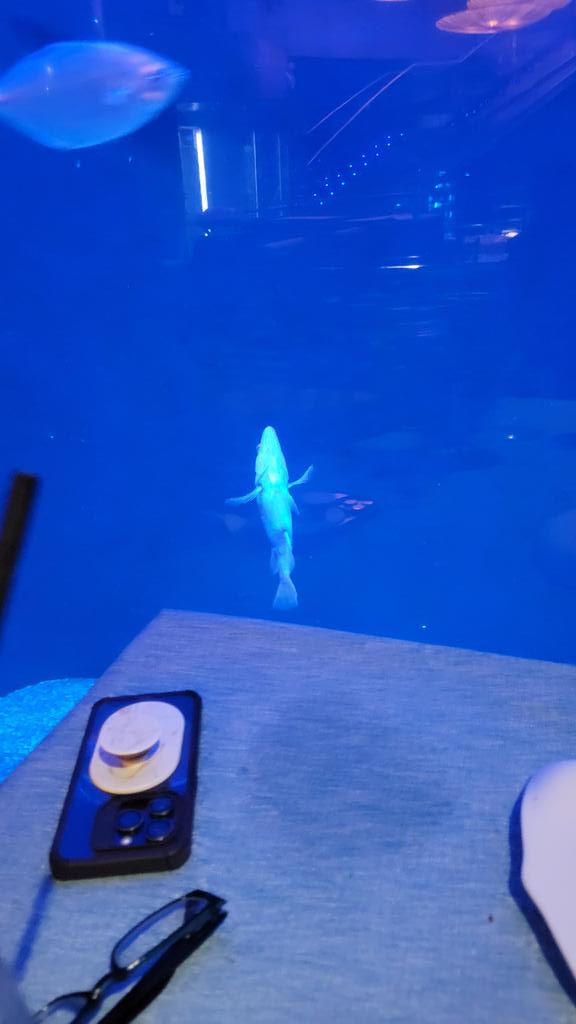 Chieftain_armor's tweet image. Our assigned table fish kept us company all through dinner... but we have no idea what sort of fish (s)he is? Appears to be territorial and spends a lot of time head-up/tail down.