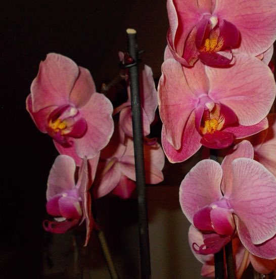 MGSflowershop's tweet photo. special flower delivery ⚘

for @otawebs from Eden
❀: red/pink orchids 
✉️: Ily u so much twin 🫶🫶 https://t.co/gcszl96E8a