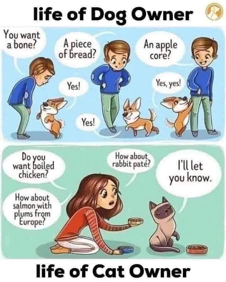 geezabigdave's tweet image. Do you feel like your dog was sent to you for a reason? ✨🐾