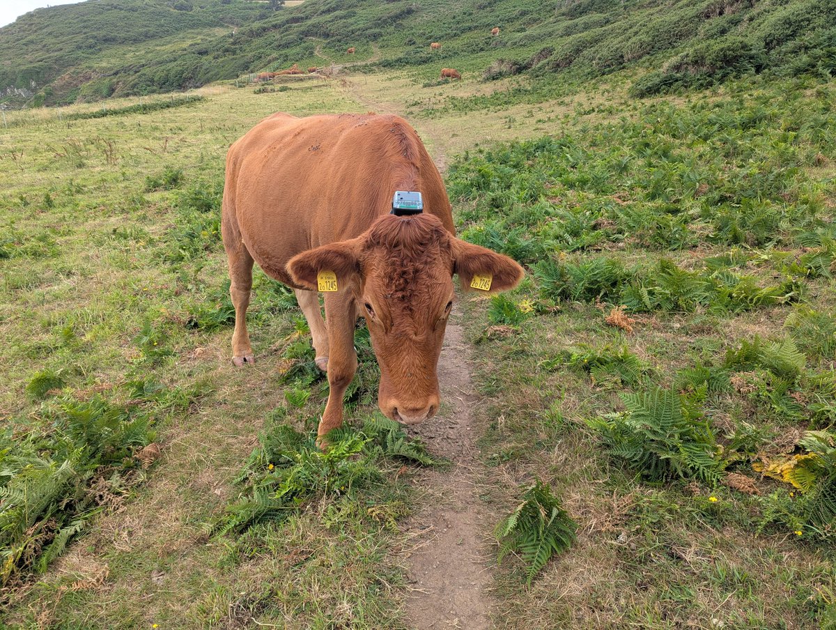 RecyclerBill's tweet image. Problem solved - #solarpowered #cows seen on #SouthDevon #coastalpath this afternoon
#CarbonNeutral #NetZero 👍