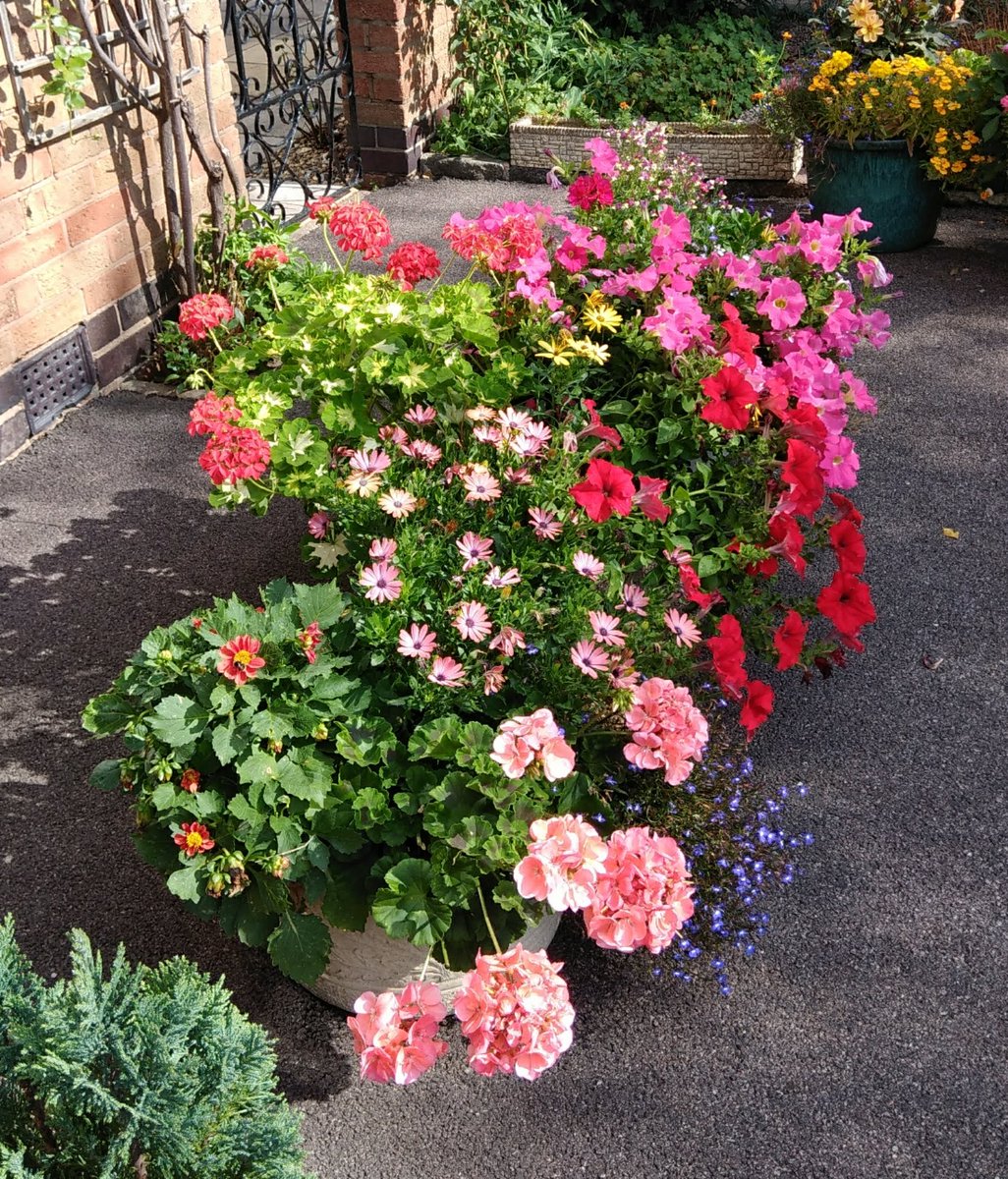 Jim Gannon (@jimgannonuk) on Twitter photo Front Garden pot plants at home.
<a href="/vlucia24660241/">vlucia🌺🦋🇧🇷🥰</a> <a href="/VaSeemsReal/">🌱Vaseem</a> <a href="/4monarosi/">4Monarosi</a> <a href="/al_lawson16/">AL🥀🌹</a> <a href="/alliemcrowe/">🌱 The Wee Flower Farmer</a> <a href="/AnnMariSheerio/">Ann Marie</a> <a href="/Antonia15652/">Antonia🌈🌈</a> <a href="/bibekum/">Rita Bibekum Aya🇨🇲🇩🇰</a> <a href="/AudieHamilton/">Audrey Hamilton</a> <a href="/AudreyRose/">AudreyRose</a> <a href="/lifelovelily22/">lily lawson🌈</a> <a href="/BuddhiByM/">Buddhi</a> Front Garden pot plants at home.
<a href="/vlucia24660241/">vlucia🌺🦋🇧🇷🥰</a> <a href="/VaSeemsReal/">🌱Vaseem</a> <a href="/4monarosi/">4Monarosi</a> <a href="/al_lawson16/">AL🥀🌹</a> <a href="/alliemcrowe/">🌱 The Wee Flower Farmer</a> <a href="/AnnMariSheerio/">Ann Marie</a> <a href="/Antonia15652/">Antonia🌈🌈</a> <a href="/bibekum/">Rita Bibekum Aya🇨🇲🇩🇰</a> <a href="/AudieHamilton/">Audrey Hamilton</a> <a href="/AudreyRose/">AudreyRose</a> <a href="/lifelovelily22/">lily lawson🌈</a> <a href="/BuddhiByM/">Buddhi</a>
