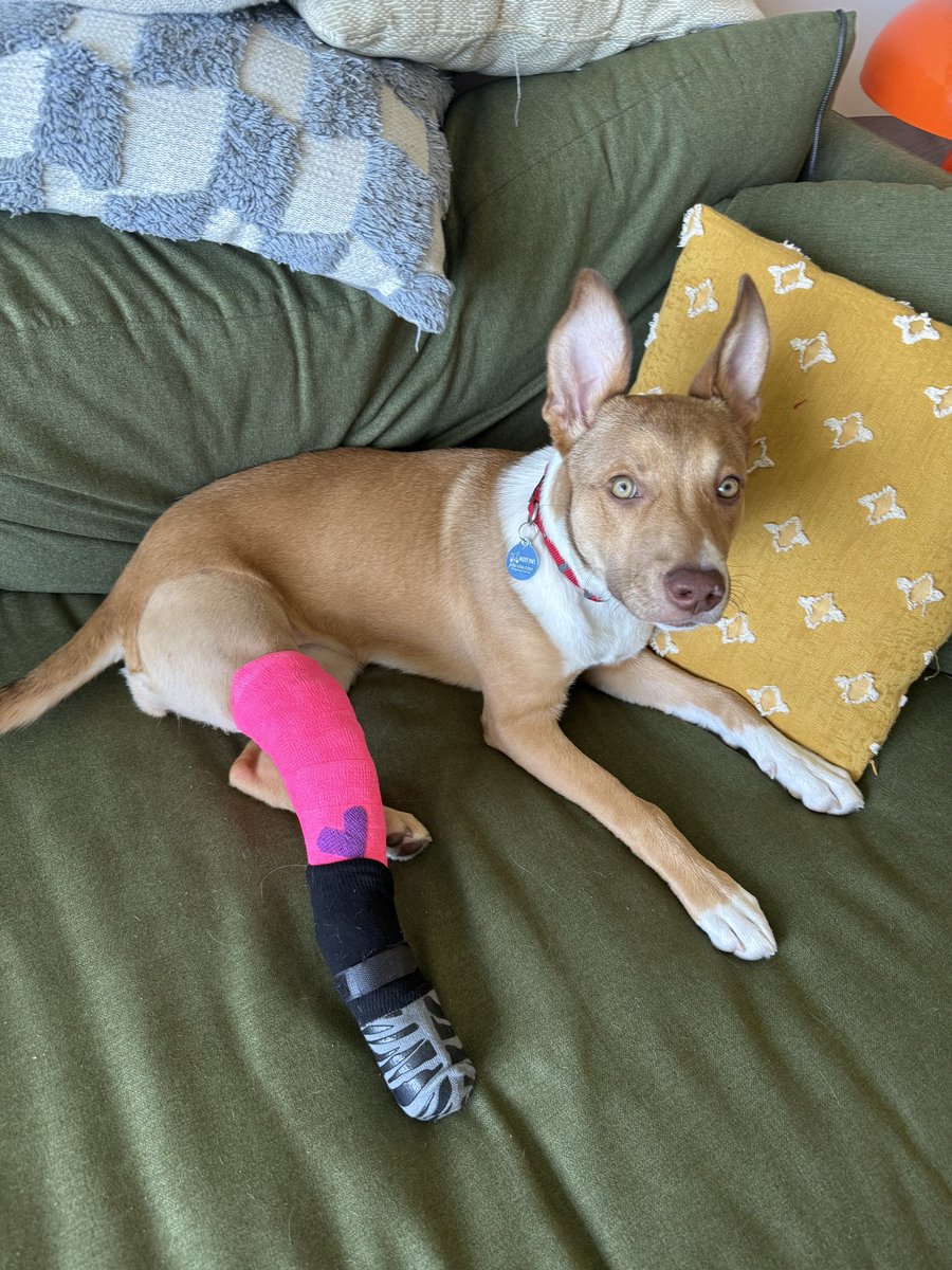 dog_rates's tweet image. This is Leslie. She has extraordinarily powerful zoomies. While in her foster home, she zoomed so hard she fractured her own shin bone and needed surgery to repair her leg. Thanks to your recent support of our 'tell your dog i said hi' merch, @15outof10 was able to cover the cost…